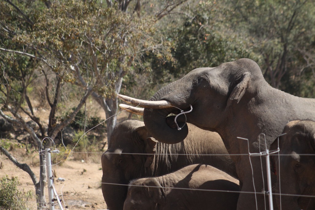 Asian Elephant conservation - India | A RochaIndia | A Rocha