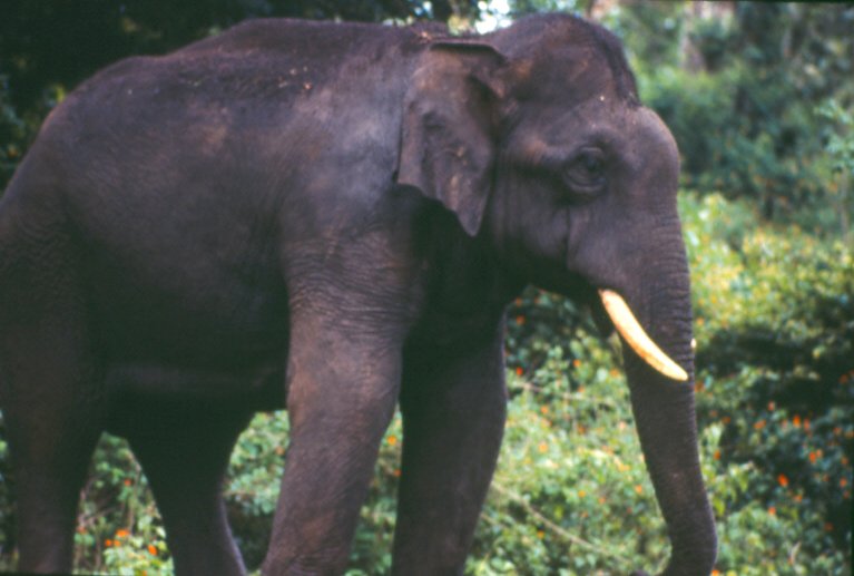 Asian Elephant conservation - India | A RochaIndia | A Rocha