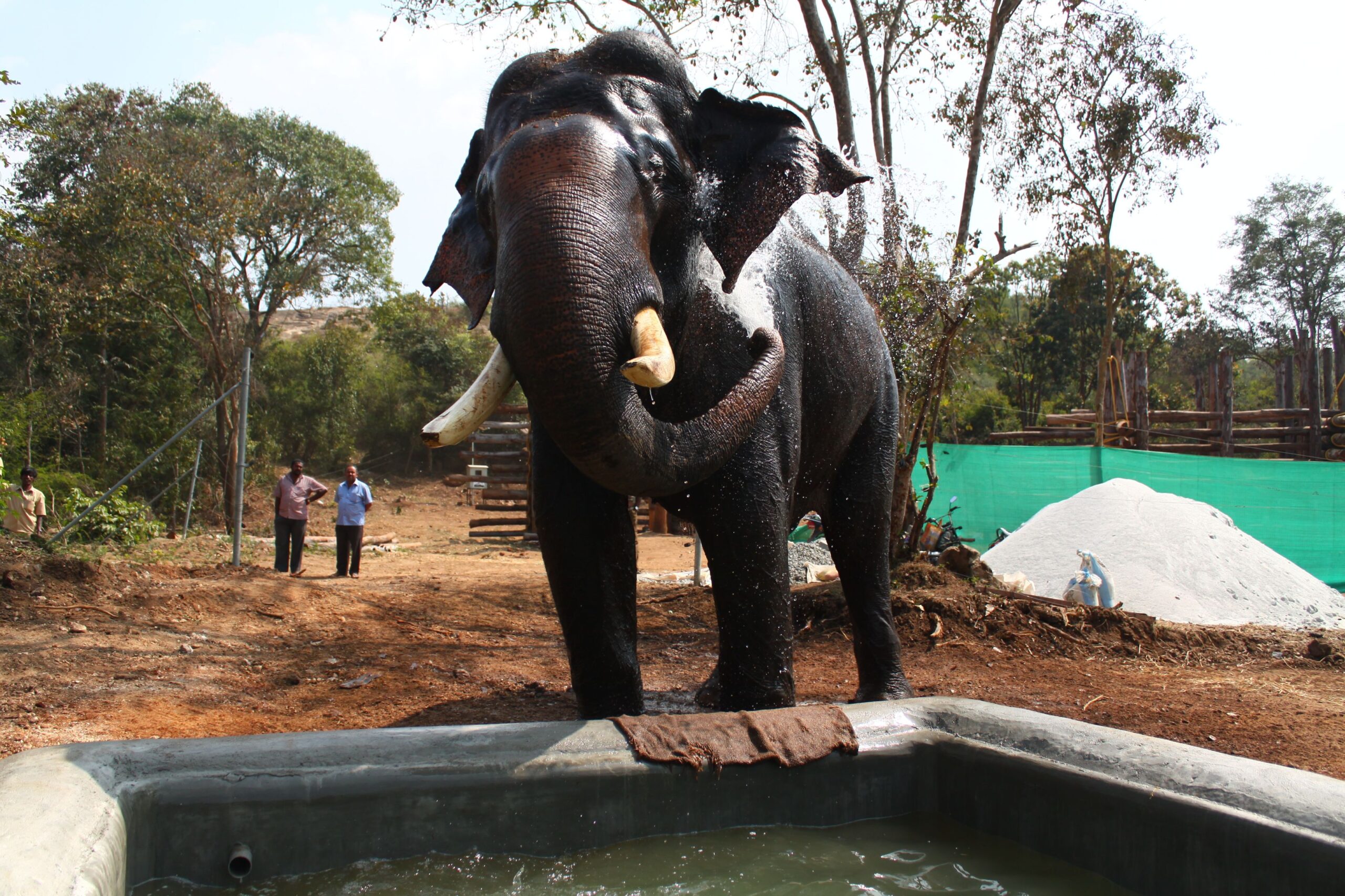 Arjuna - captive elephant