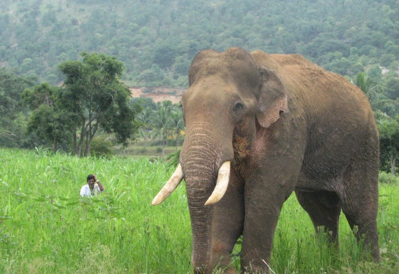 Indian bull elephant